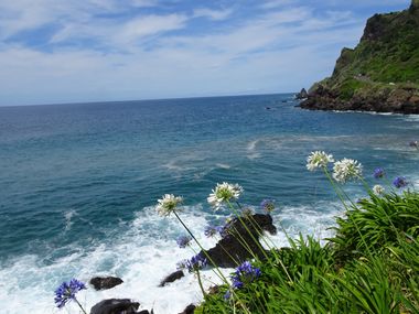 Flowers at the coast in Madeira