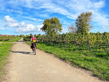 Radfahrer in gelber Weste fährt auf Schotterweg zwischen Weinreben in der Pfalz unter blauem Himmel mit weißen Wolken und Bäumen im Hintergrund.