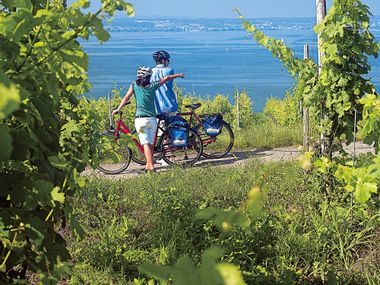 Cyclists in the vineyards at Lake Constance