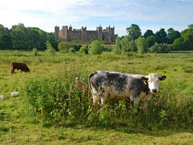 Kühe vor der Burg Framlingham