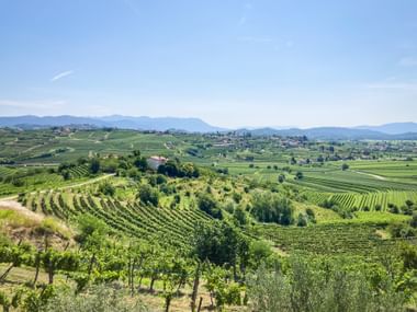 Rolling hills covered with vineyard rows in the Collio wine region. Green terraced vineyards stretch across the landscape with mountains in the distance.