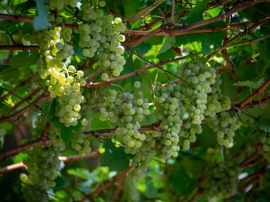 Clusters of green-white grapes hanging from vines with lush green leaves in the Collio wine region, sunlight filtering through the foliage.
