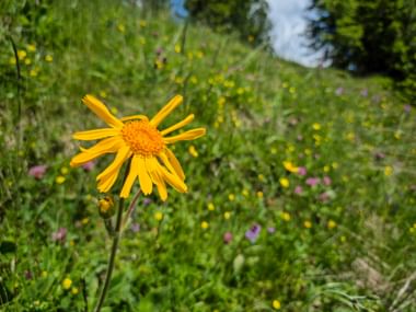 Naturapotheke Arnika