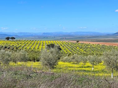Blick auf grüne andalusische Landschaft mit blauem Himmel