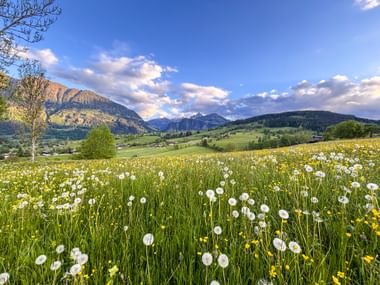 Mountain meadows near Krimml Mountain meadows near Krimml