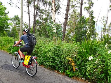 Cyclists in front of lush green vegetation shortly after Camacha