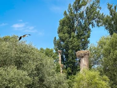 Storch mit ausgebreiteten Flügeln fliegt nahe zwei Nestern auf Holzpfählen, umgeben von grünen Bäumen unter blauem Himmel in Rheinhausen.