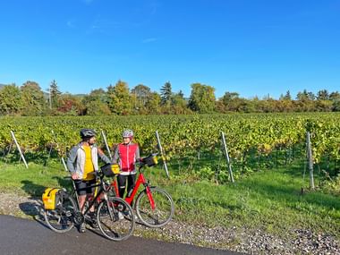Zwei Radfahrer mit Tourenrädern stehen auf einem Weg neben grünen Weinreben nahe Neustadt in der Pfalz unter klarem blauen Himmel.