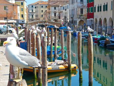 Seagulls by the canal in Chioggia, ‘Little Venice’