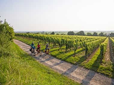 Cycling through the vineyards of the Palatinate