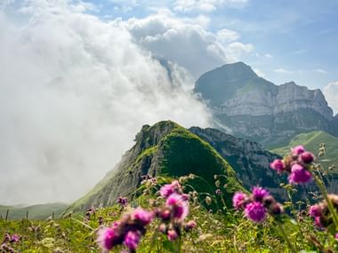 Lila Wildblumen im Vordergrund mit grünen Bergkämmen und felsigen Gipfeln, teilweise von Wolken bedeckt, in den Schweizer Alpen bei Voralpsee, Höchst.