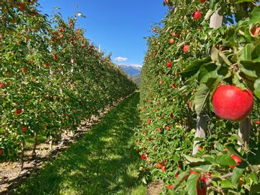 Üppige Apfelplantage mit roten Äpfeln