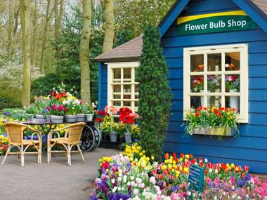 Der kleine Blumenshop in einem blauen Holzhäuschen von Keukenhof mit einer Frühlingsblumenpracht