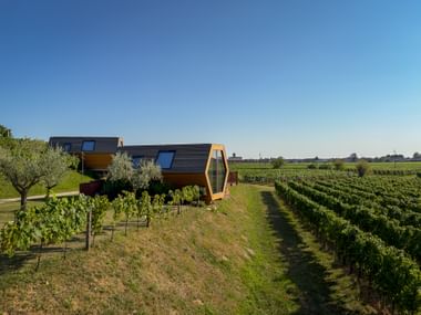 Modern hexagonal glamping pod with dark wood and blue windows in a vineyard near Cividale del Friuli, surrounded by grapevines and olive trees.
