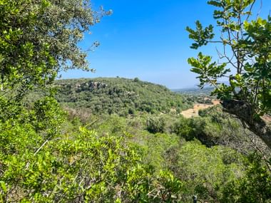 Grüne Landschaft in Manacor