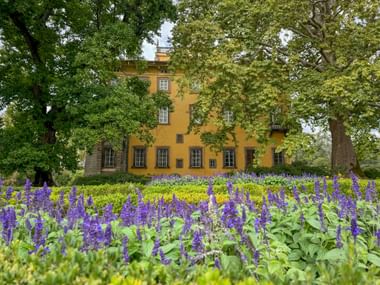 Lila Blumen vor der Villa Torrigiani