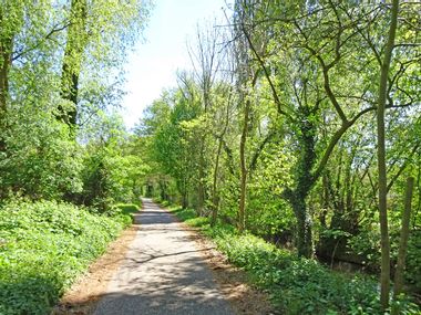 Schöner Radweg durch den Wald bei der Pfälzer Weinsternfahrt