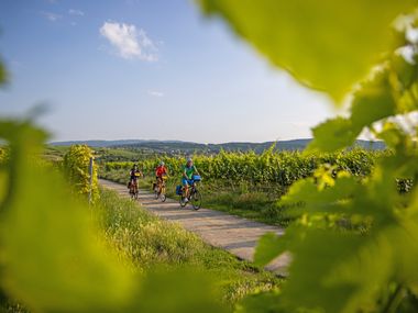 Radfahren entlang der Deutschen Weinstrasse in der Pfalz