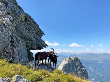 Radstädter Tauern Chamois Radstädter Tauern Chamois