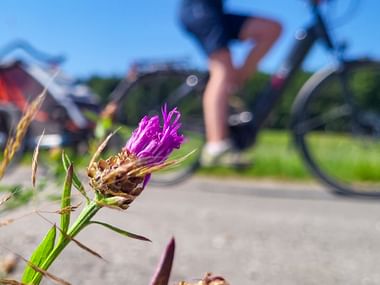 Blume und Radfahrer