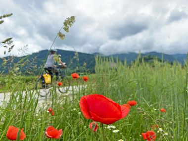 Radler fährt durch ein Mohnblumenfeld