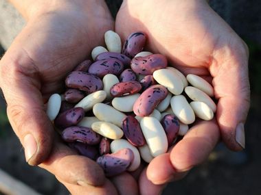 Beans from Tuscany