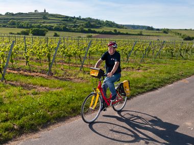 Radweg durch die Pfälzer Weinregion