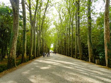 Allee in Chenonceaux an der Loire