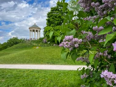Blooming purple lilac in foreground with the Monopteros temple on a green hill in Munich's English Garden under a blue sky with clouds.