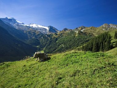 Kuh vor atemberaubenden Alpenpanorama