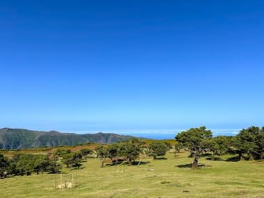 View of green meadow with trees