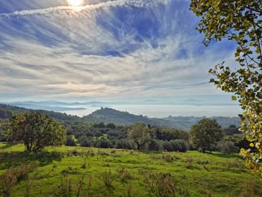 Sanfte grüne Wiesen mit vereinzelten Olivenbäumen unter blauem Himmel in Umbrien. Hügel und Trasimenischer See in der Ferne sichtbar.