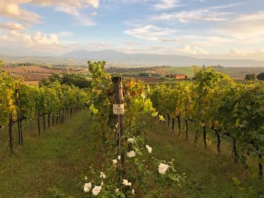 Vineyards in Umbria