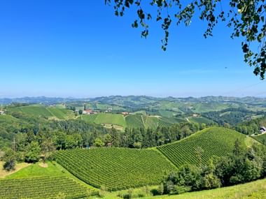 Hügelige Landschaft mit Weinreben in Gamlitz unter klarem blauen Himmel. Grüne Waldgebiete trennen die Weingärten.