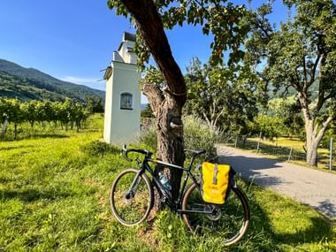 Gravelbike lehnt in der Wiese an einem Baum
