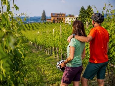 Die piemontesichen Weinberge nahe Langhe