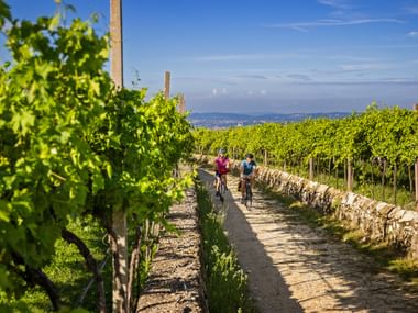 Zwei Radfahrer auf einem Schotterweg zwischen grünen Weinbergen am Gardasee, mit Bergen und blauem Himmel im Hintergrund.