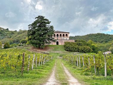 Malerische Villa dei Vescovi auf einem kleinen Hügel, der mit Weinreben bewachsen ist