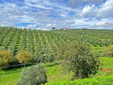 View of olive groves in Tuscany