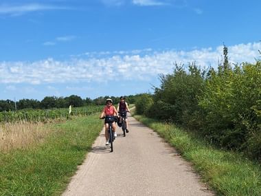 Two cyclists riding on a paved bike path flanked by green vegetation and vineyards under a blue sky with white clouds.