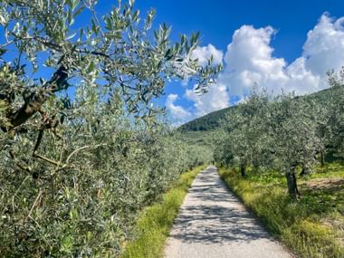 Radweg führt durch Olivenhaine in Spoleto