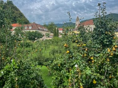 Pear trees with ripe yellow fruit in foreground, village of Spitz with church tower and traditional buildings behind, green hills in background.