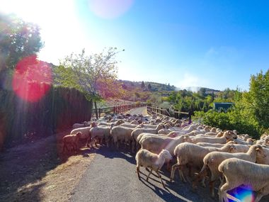 Flock of sheep on railway