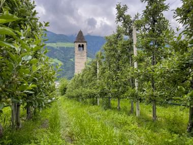 Lieblingsplatz zwischen den Apfelbäumen mit Blick auf die St. Prokulus Kirche in Naturns