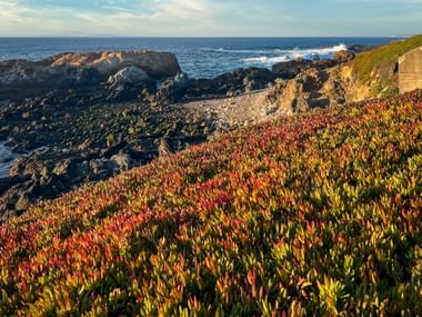 Felsige Küste bei Sines mit bunten Sukkulenten im Vordergrund, dunklen Vulkanfelsen und blauem Atlantik unter teilweise bewölktem Himmel.