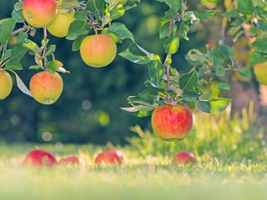 Red and yellow apples hanging on branches with green leaves in a sunny garden. Several fallen apples lie on the grass below.