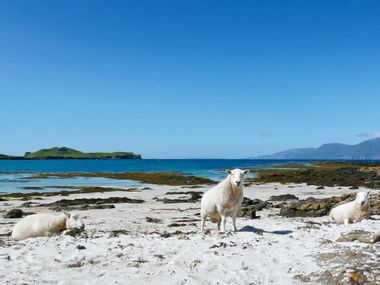 Schafe an der Küste von Schottland