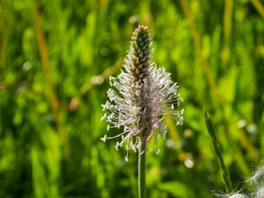Naturapotheke Spitzwegerich