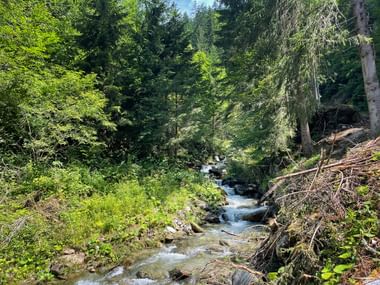 Stream in the forest near the Groppenstein Gorge