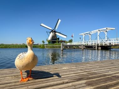 Weiße Ente auf Holzsteg mit traditioneller Windmühle und weißer Zugbrücke im Hintergrund in Kinderdijk unter blauem Himmel.